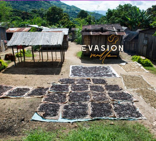 les gousses de vanille bourbon de Madagascar seche doucement au soleil